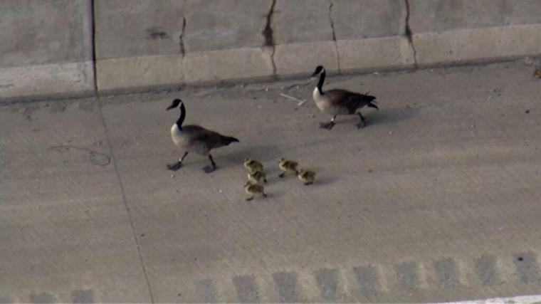 Canada Geese in Chicago 2