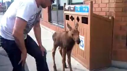 Tim Hortons and moose