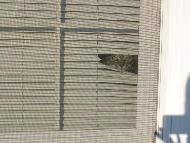 cat peeking out of blinds