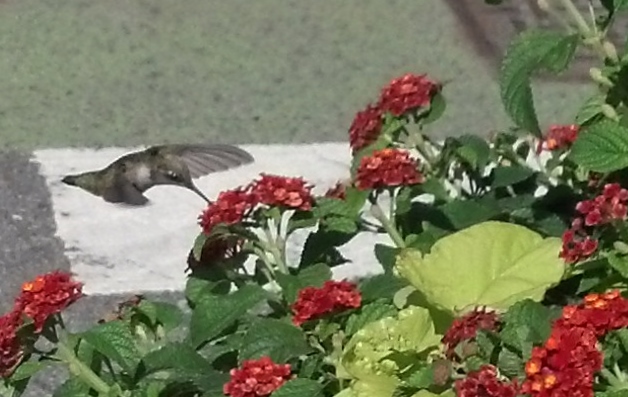 Hummingbird Sept 17 2014