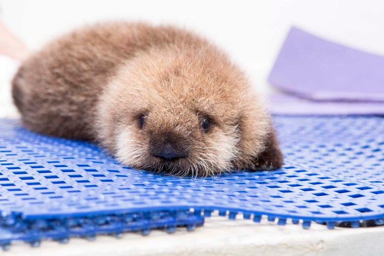 Luna Sea Otter Oct 2014