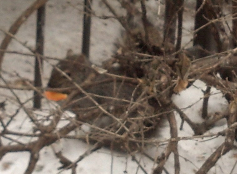 Squirrel Feb 24 2015