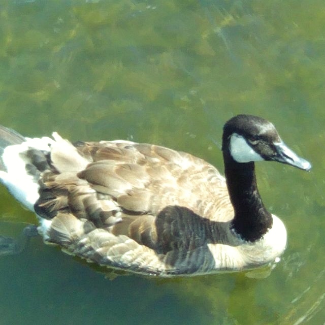 Canada Goose