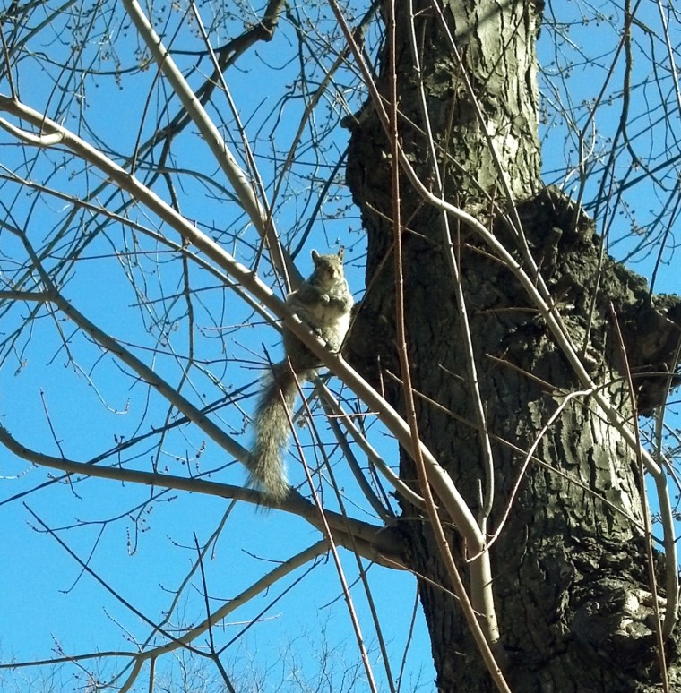 Squirrel