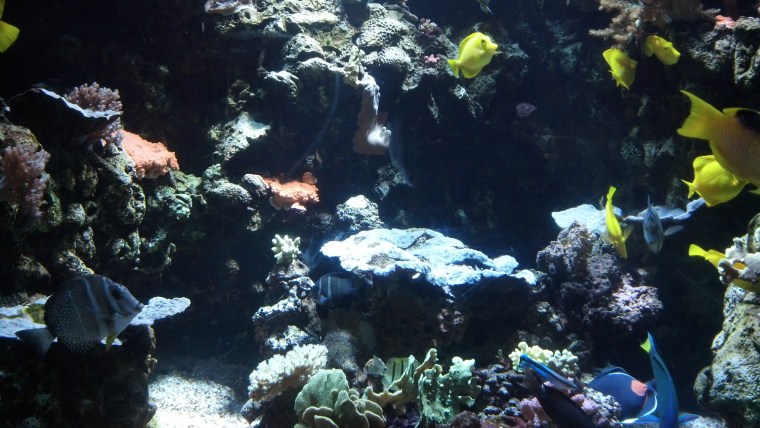 Fish Tank ATP Oct 2015