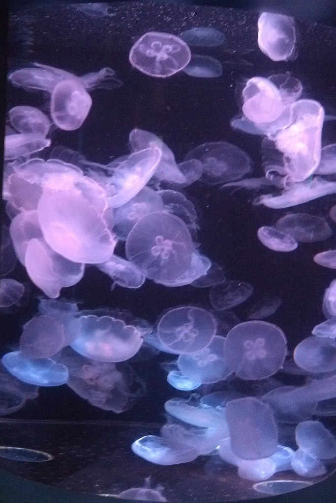 Jellies ATP Oct 2015