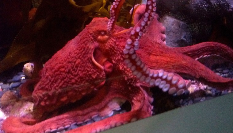 Octypus ATP Oct 2015