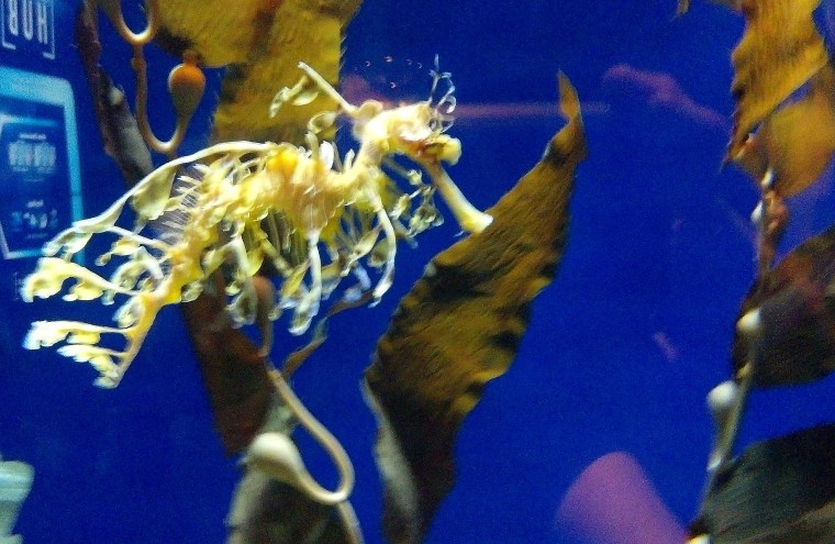 seaweed fish ATP Oct 2015