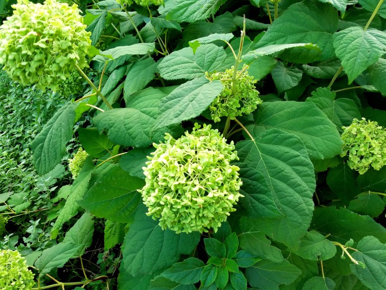 green-flowers-evanston-sept-6-2016