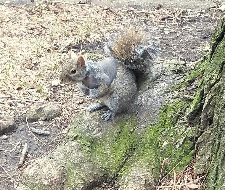 squirrel-feb-28-2017